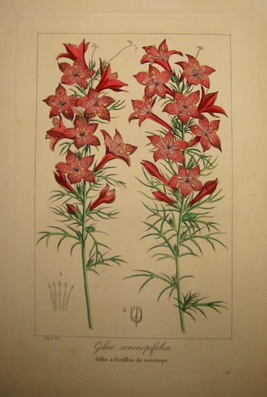 Bessa Pancrace (1771-1846) Gilia coronopifolia. Gilie è feuilles de coronope 1828 Bruxelles 